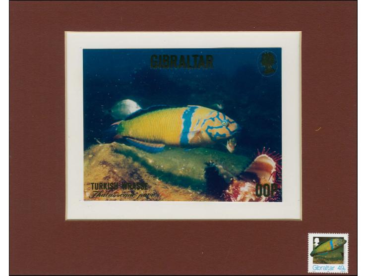 Turkish Wrasse - Original composite artwork by M Whyte as submitted for 49p value on board with overlay for lettering denomin