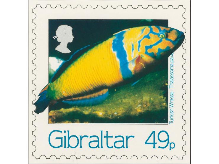 Turkish Wrasse - Original composite artwork by M Whyte very similar to issued 49p value on board with lettering image size 13
