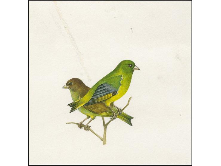 Greenfinch - Original hand painted artwork by Roger Gorringe (Famous Sussex artist) as used for 5p Postage Due, on paper 125 