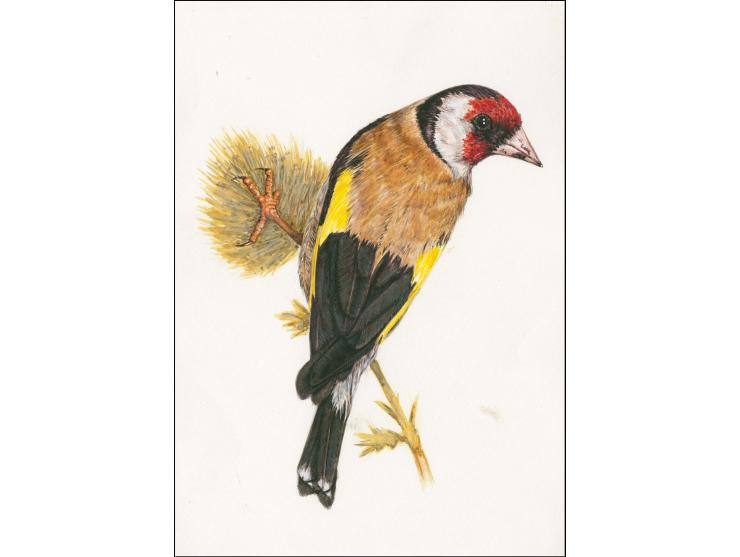 Goldfinch - Original hand painted artwork by David Fromica Corsi (local artist) submitted for £2 Postage Due, on card A4 size