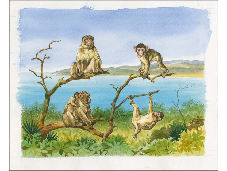 Original watercolour artwork by Roger Gorringe (Famous Sussex artist) featuring a group of 4 Apes as submitted but this issue