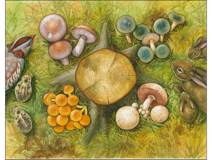 Original watercolour artwork by Roger Gorringe (Famous Sussex artist) as used for Mushrooms m/sheet and individual values, on