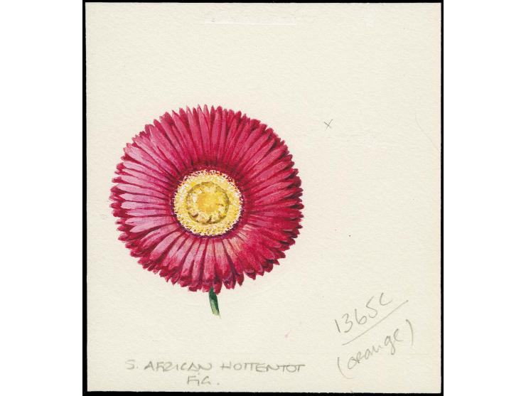 S African Hottentot Fig - Original water colour artwork by Antonia Enthoven after a design by Anselmo Torres submitted for de