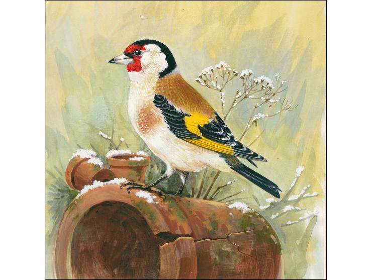 Goldfinch - Computer generated artwork by Roger Gorringe (Famous Sussex artist) as submitted for the Christmas Songbirds issu