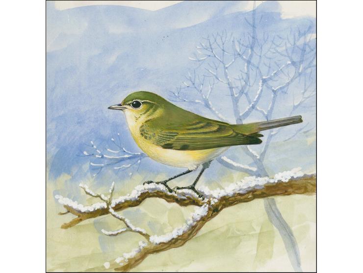 Garden Warbler - Computer generated artwork by Roger Gorringe (Famous Sussex artist) as submitted for the Christmas Songbirds