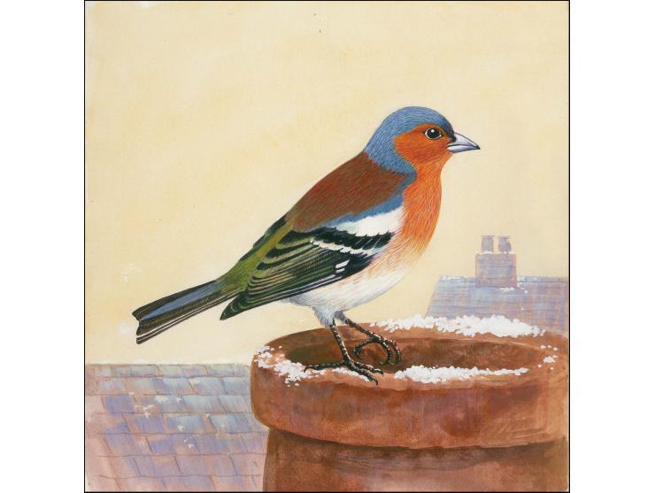 Chaffinch - Computer generated artwork by Roger Gorringe (Famous Sussex artist) as submitted for the Christmas Songbirds issu
