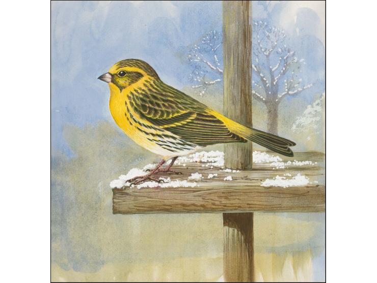 Serin (?) - Computer generated artwork by Roger Gorringe (Famous Sussex artist) as submitted for the Christmas Songbirds issu