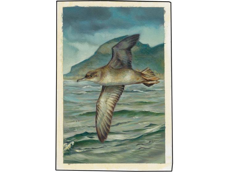 Balearic Shearwater - Original hand painted artwork by Jonathan Pointer (International award winning wildlife artist) designe