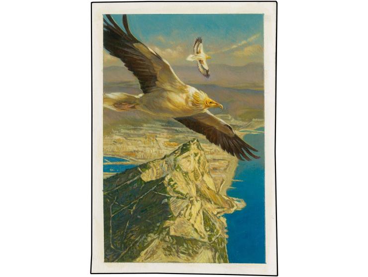 Egyptian Vulture - Original hand painted artwork by Jonathan Pointer (International award winning wildlife artist) designed b