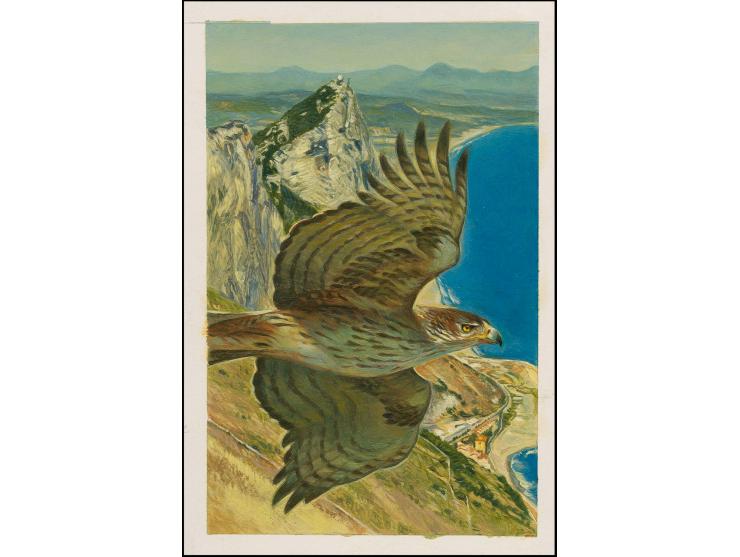 Bonellis Eagle - Original hand painted artwork by Jonathan Pointer (International award winning wildlife artist) designed by 