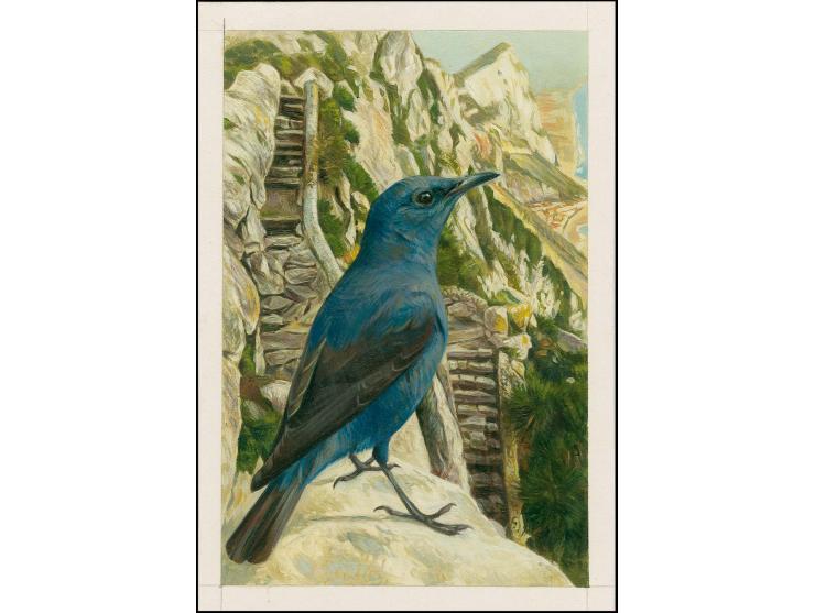Blue Rock Thrush - Original hand painted artwork by Jonathan Pointer (International award winning wildlife artist) designed b