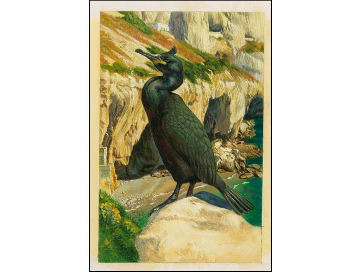 Mediterranean Shag - Original hand painted artwork by Jonathan Pointer (International award winning wildlife artist) designed
