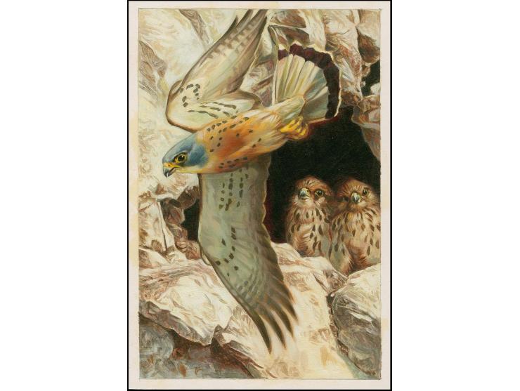 Lesser Kestrel - Original hand painted artwork by Jonathan Pointer (International award winning wildlife artist) designed by 