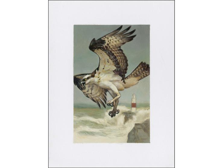 Osprey - Original hand painted artwork by Jonathan Pointer (International award winning wildlife artist) designed by Stephen 